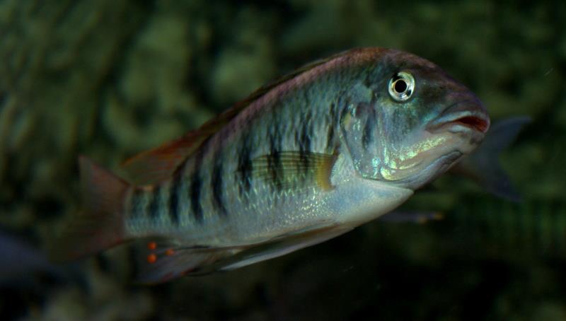 Petrochromis sp. 'texas red' Ubwari
